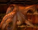 Video : Psychic octopus Paul declared "honorary friend"