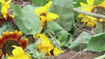 In death, choosing to go green