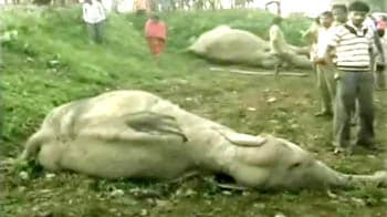 Video : हाथियों की मौत पर भड़के रमेश