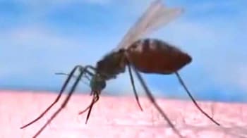 Video : मलेरिया के साथ लकवा भी