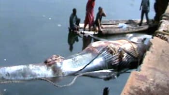 Video : Chennai's good bye to blue whale