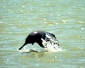 Video : Dolphins: Harbingers of Chilka's rejuvenation