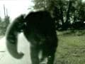 Video : 136-kg chimp pounds police car