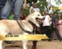 Video : Desi dog show