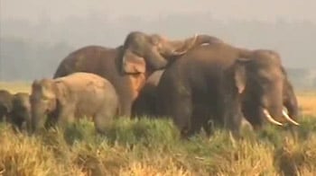 Video : Elephants on the move worry Orissa