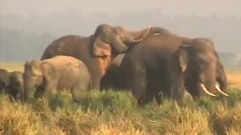 Elephants on the move worry Orissa
