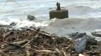 Mumbai oil spill affects marine life