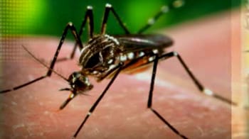 Videos : डेंगू ने सरकार की नींद उड़ाई