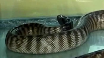 Video : McPython: Snake creates a stir in McDonald's parking lot