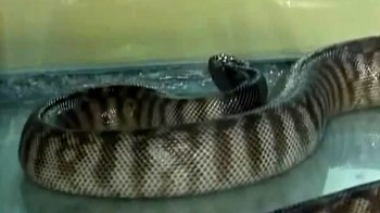 McPython: Snake creates a stir in McDonald's parking lot