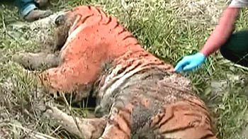 काजीरंगा पार्क में एक और बाघ मृत