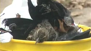Video : 2000 birds fall dead from sky over US town