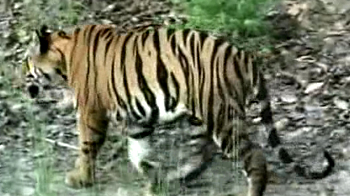 बाघ ने ली शावक की जान