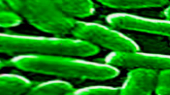 क्या है न्यू डेल्ही बग?