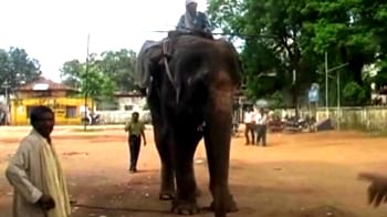 Video : Elephant 'arrested' for murder