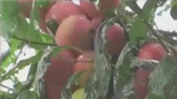 सेब की फसल पर फिरा पानी