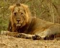 Anti-poaching: Gujarat's 'roaring' effort