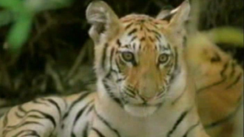 पन्ना नेशनल पार्क से गायब हुए शावक