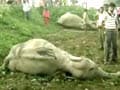 Videos : हाथियों की मौत पर भड़के रमेश