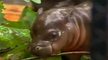 Video : Baby hippo meets Polish public