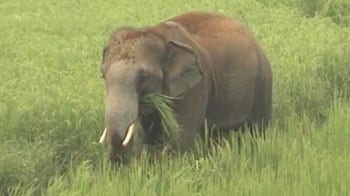 Elephant attacks local market in Orissa, 20 injured