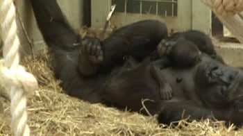 Video : Will baby gorilla accept stepfather?