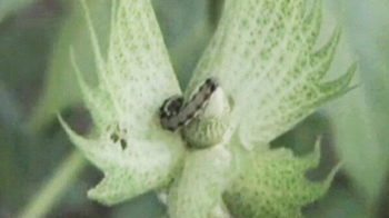 बीटी कॉटन तकनीक फेल