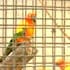 Video : Chennai entrepreneur's house a bird sanctuary