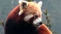 Sikkim govt's bid to save Red Panda