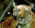 Save The Tiger Campaign: Villagers for tigers