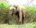 Video : Counting elephants