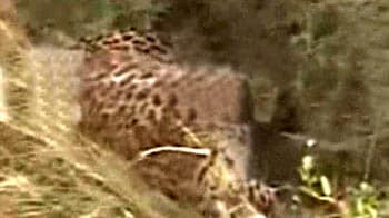 Bhubaneswar: Villagers beat leopard to death for attacking 2 boys
