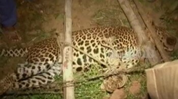 Video : Villagers help save leopard's life