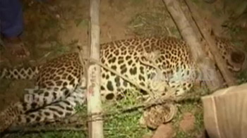 Villagers help save leopard's life