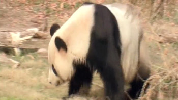 Two pandas are part of US-China diplomacy