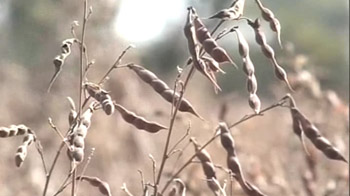 Cold wave ruins pulse crop, farmers struggle