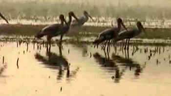 Video : नोएडा में लोगों को लुभाता पक्षी विहार