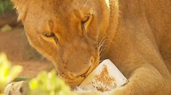 Video : Animals beat the heat with icy treats