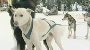 Outrage in Canada after 100 dogs shot dead