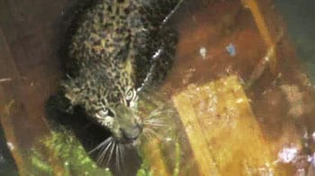 Video : Leopard rescued from well after 8 hours