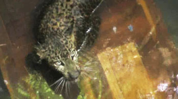 Leopard rescued from well after 8 hours