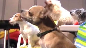 Video : It's Super Bowl vs Puppy Bowl this Sunday