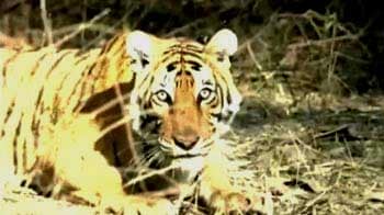 Video : Minister on holiday saves tigress with 3 cubs