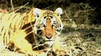 Minister on holiday saves tigress with 3 cubs Minister on holiday saves tigress with 3 cubs