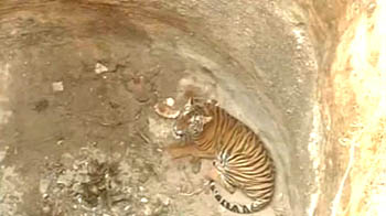 Tigress falls into dry well, rescued