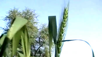 Rabi crops set for record yield