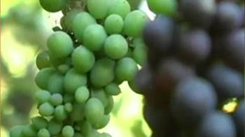 Budget 2011: Expectations of grape industry