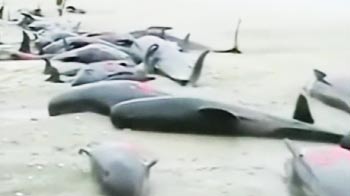 Video : 107 whales die in New Zealand