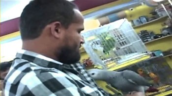 Videos : तोते हैं यूसुफ के दो नए साथी