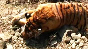 Video : आखिर क्यों मर रहे कॉर्बेट के बाघ?